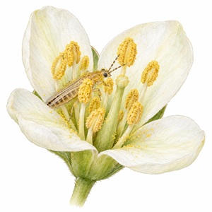 Le thrips californien affectionne particulièrement les fleurs